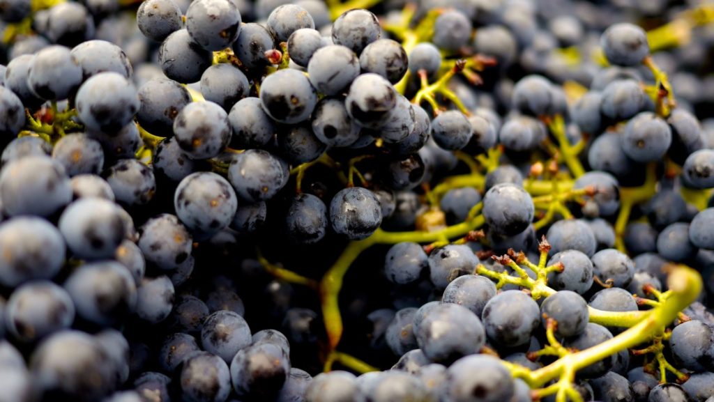 Vinification naturelle